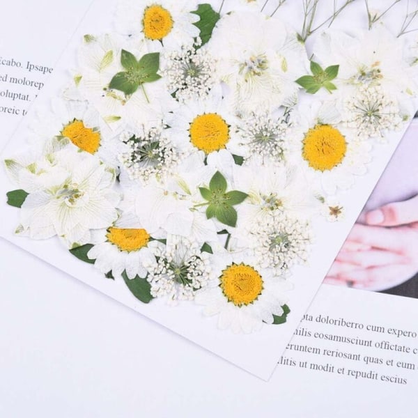 Naturlige tørkede pressede blomster, vakre ekte tørkede blomsterblader presset herbarium blomst for DIY harpiks håndverk lage kunst floral De