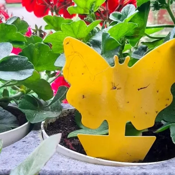 Klibbig Insektsfälla 12-pack Gul