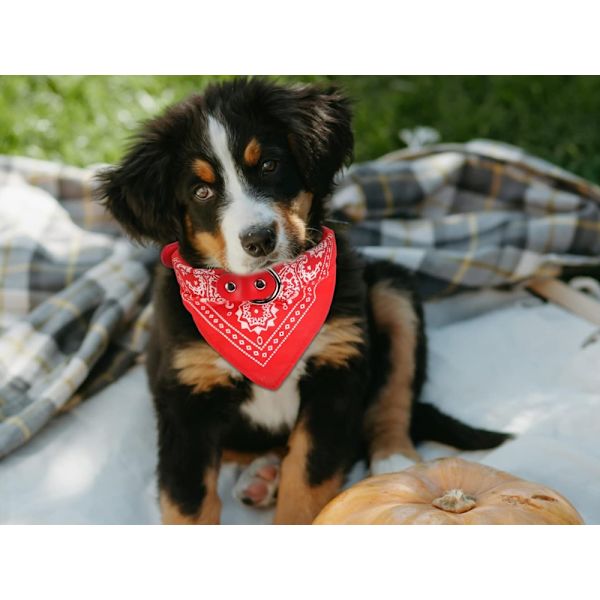 Hundhalsband med Bandana/Halsduk L (35-44CM) Välj färg Blå