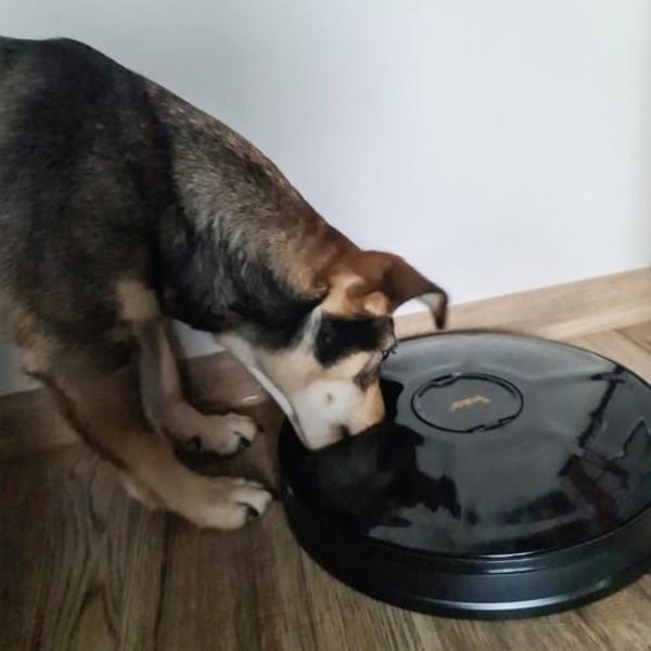 Automatisk Hund/Katt matare för 6 måltider med timer. Svart