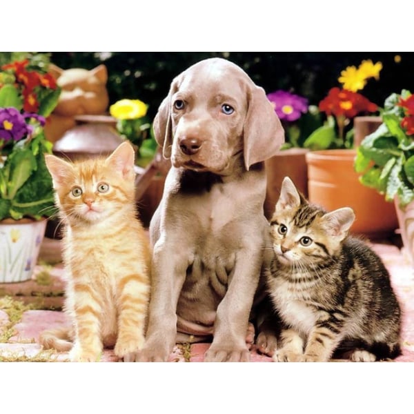 Diamantmålning - Katt och Hund Multicolor