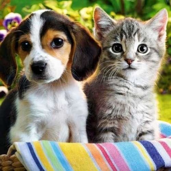 Diamantmålning - Katt och Hund Multicolor