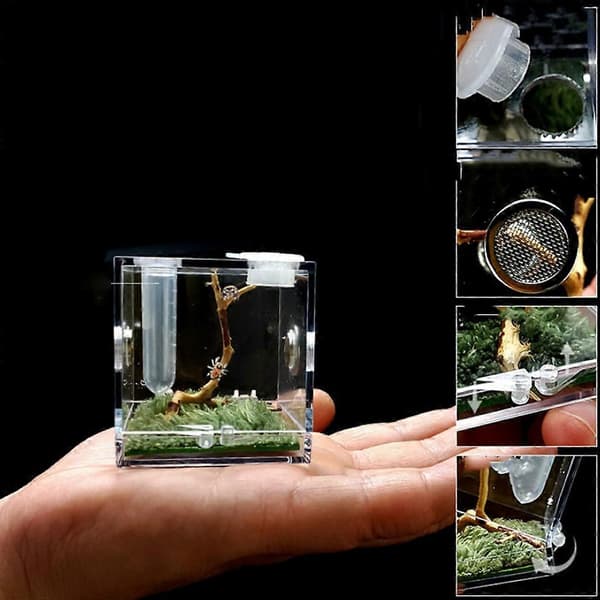 Springende Edderkop Habitat Akryl Foderbur til Nano Terrarium med Trælevende
