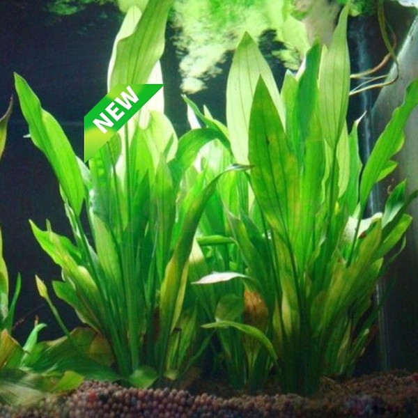 Kunstig plast vannplante gress akvarium dekorasjoner As pic7