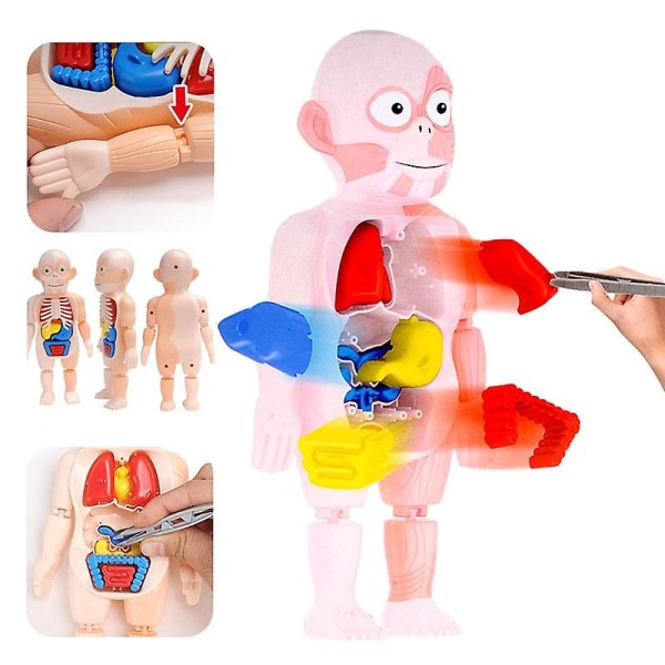 Kid Montessori 3d-pussel Människokroppen Anatomi Modell Pedagogiskt lärande Organ sammansatt leksak Kroppsorgan Lärverktyg