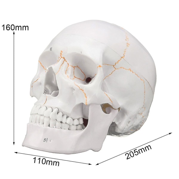 Naturlig storlek mänsklig anatomisk anatomi huvud skelett skalle Undervisning