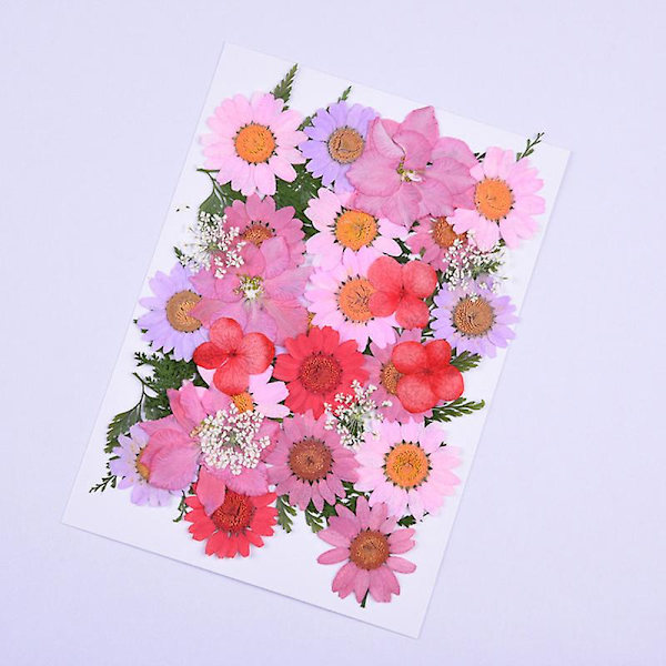 Pressade Blommor Blandade Ekologiska Torkade Blommor DIY Konst Blomsterdekorationer Kollektion Gåva White