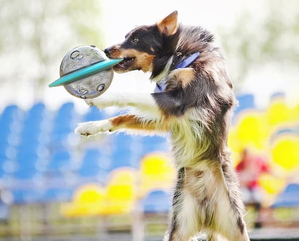 [LCS]Frisbee Multifunktionella Tuggleksaker för Hundar, Utbildningsleksaker Blue