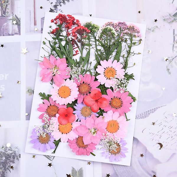 Pressede Blomster Blandede Økologiske Tørrede Blomster DIY Kunst Blomsterdekorationer Samling Gave White