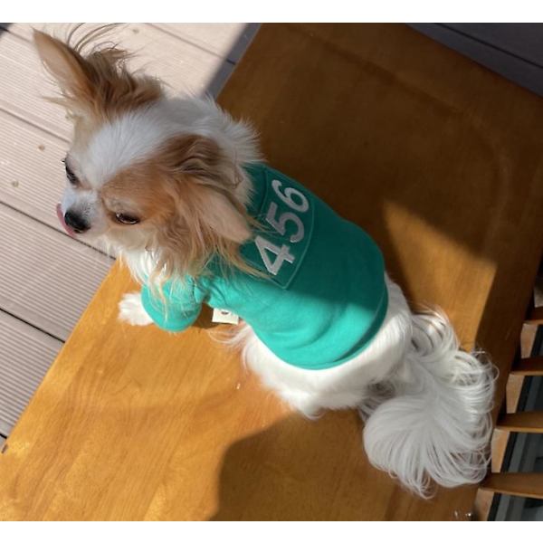 Kæledyr Squid Game Kat Hund Hættetrøje Varmt Kostume Tøj Green L
