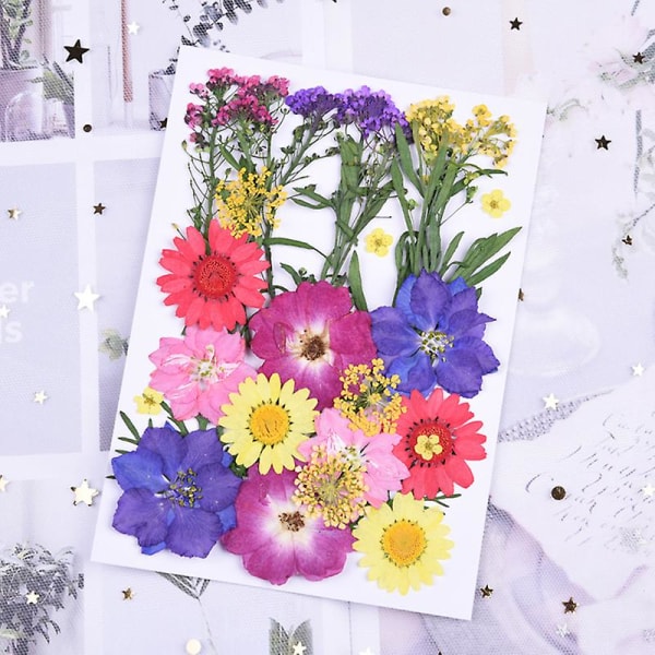 Pressade Blommor Blandade Ekologiska Torkade Blommor DIY Konst Blomsterdekorationer Kollektion Gåva D