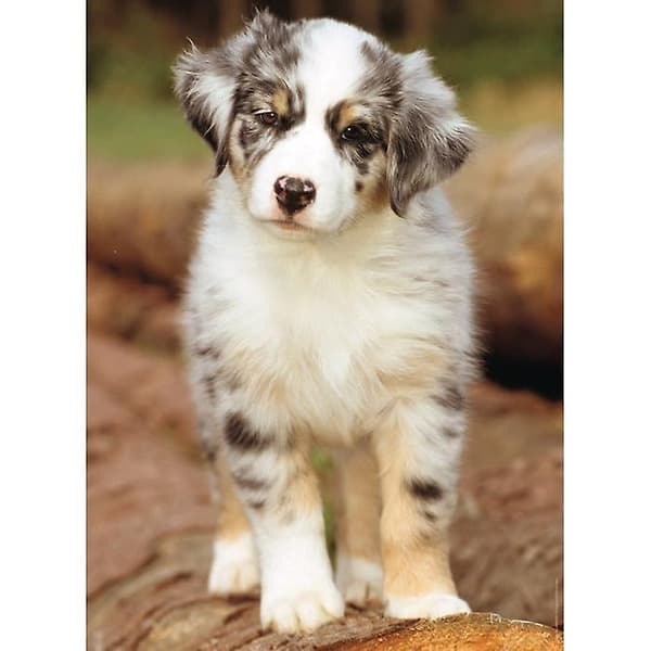 [LCS]Pussel N 500 B - Australian Shepherd