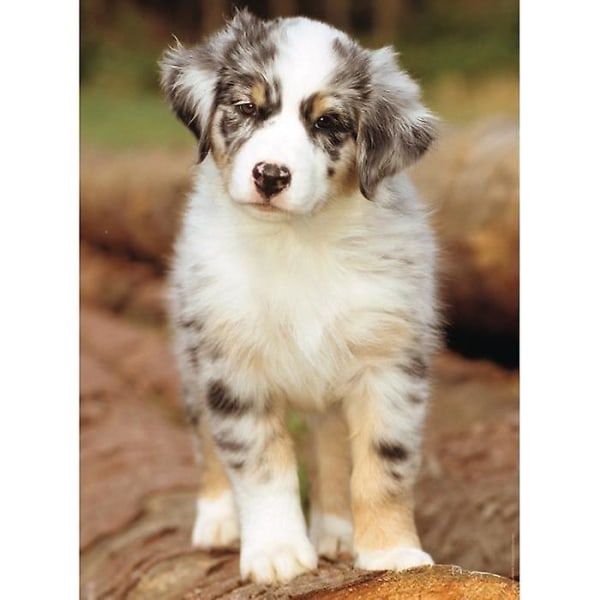 Pussel N 500 B - Australian Shepherd
