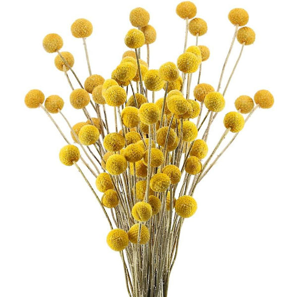 40 Stængler Naturlige Tørrede Blomster Billy Button Kugle Buket Jul Bryllup Vinter Hjem Blomsterdekoration