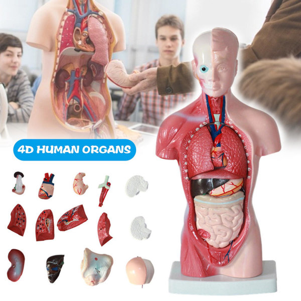 4D Anatomisk Modell av Människans Organ för Undervisning Utbildning Skola