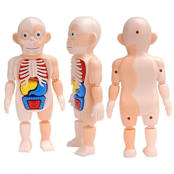 Kid Montessori 3d-pussel Människokroppen Anatomi Modell Pedagogiskt lärande Organ sammansatt leksak Kroppsorgan Lärverktyg