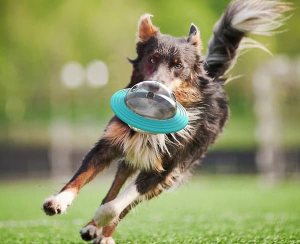 [LCS]Frisbee Multifunktionella Tuggleksaker för Hundar, Utbildningsleksaker Blue
