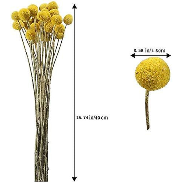 40 Stængler Naturlige Tørrede Blomster Billy Button Kugle Buket Jul Bryllup Vinter Hjem Blomsterdekoration