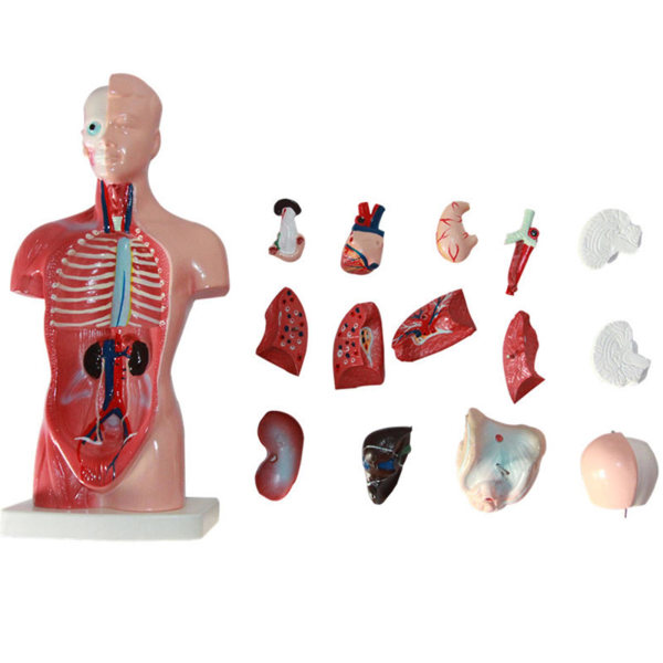 4D Anatomisk Modell av Människans Organ för Undervisning Utbildning Skola
