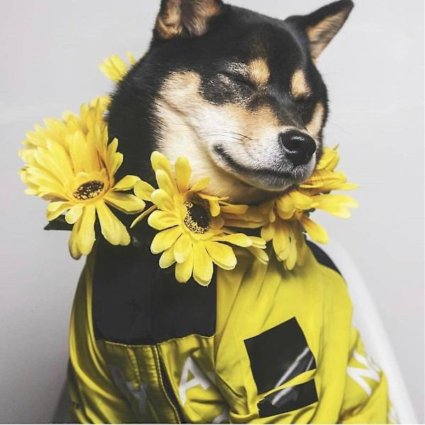 Regnjakke til hund, vindtett hundejakke, moteklær Yellow M