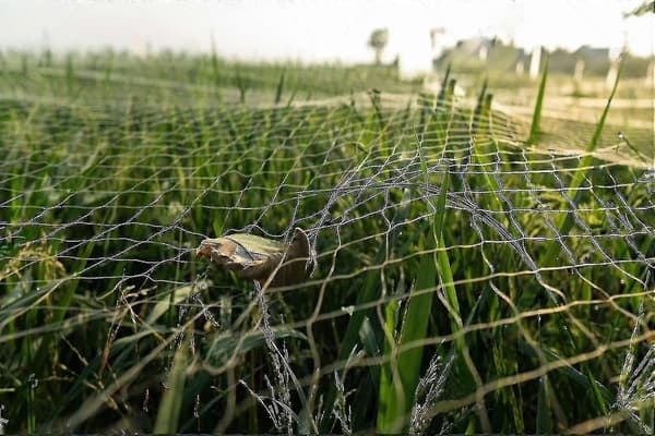 [LCS] 20m x 5m Black Bird Net, Heavy Duty, Garden Fruit Protection Net