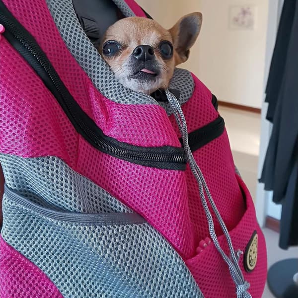 Sommer hunderygsæk, bæresele til hunde, front hunderygsæk, bæresele til små og mellemstore hunde Red M