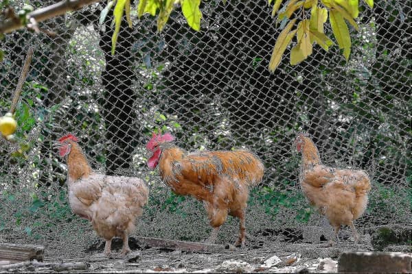 [LCS] 20m x 5m Black Bird Net, Heavy Duty, Garden Fruit Protection Net