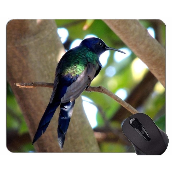 260X210X3) Musmatta Custom Design, Hummingbird bird paji Gaming Musmattor  5130 | Fyndiq