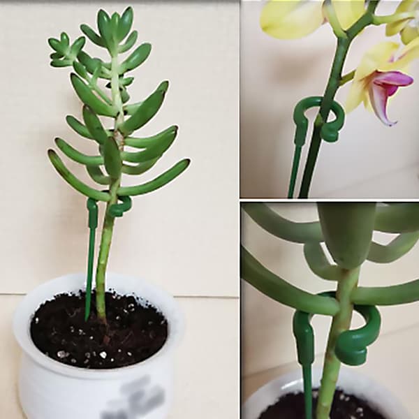 Støttepinner for sukkulenter og orkideer, blomsterstilkholder, anti-fall, grønn