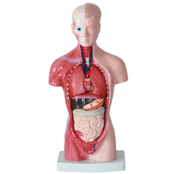 To stykker menneskelig kropsmodel til børn, interaktivt anatomi-legetøj til børn 5-7 år, menneskelig anatomi-model med 15 stk. aftagelig.
