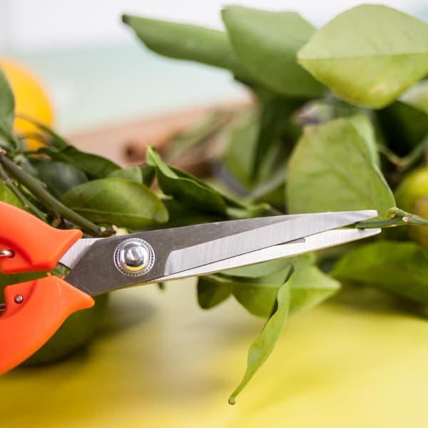 Picking Shears, Small Pruning Shears, Flower Pruning Shears for Gardening, Garden Pruner, Heavy Duty Lawn Mower, Garden Scissors