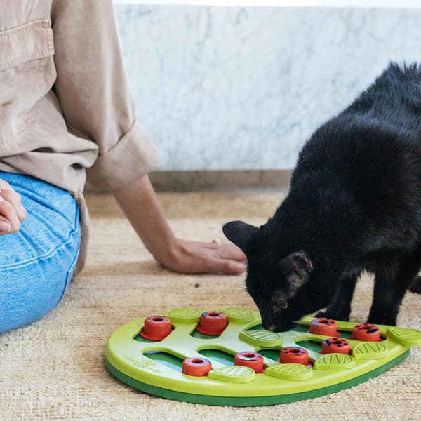 Pædagogisk legetøj til kat og hund, foderautomat til kæledyr, træningsfodring, interaktivt kattesnacks-puslespil