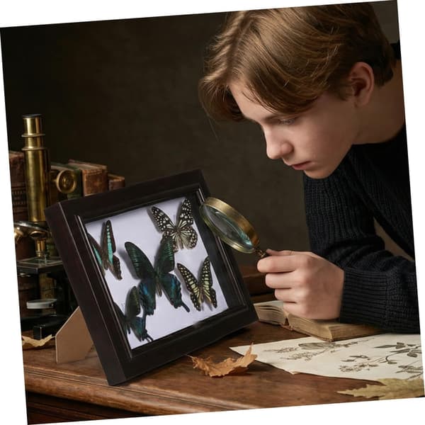Handmade Butterfly Specimen Wall Art Frame, Wall Hanging Ornament Frame