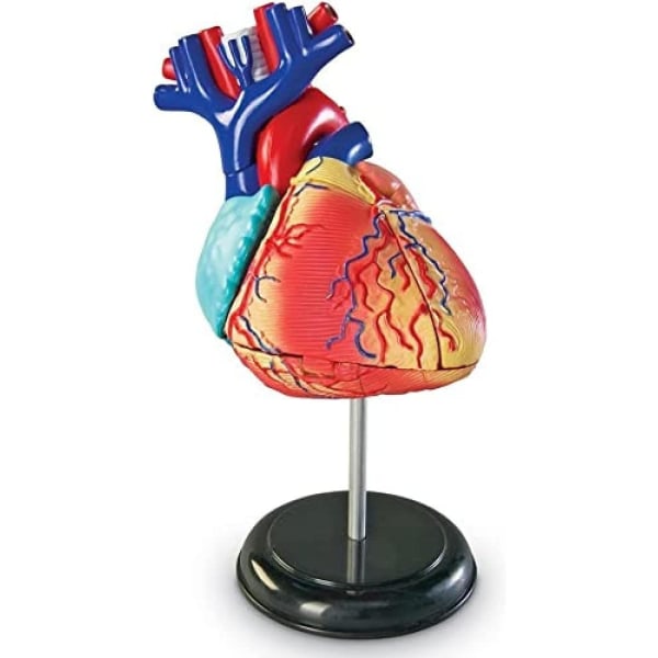 Læringsressourcer Human Heart Model, Working Heart Model, Anatomy for Kids, Human Body Heart Model, Educational Model, Ages 8+