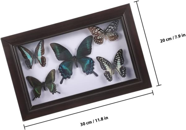 Handmade Butterfly Specimen Wall Art Frame, Wall Hanging Ornament Frame