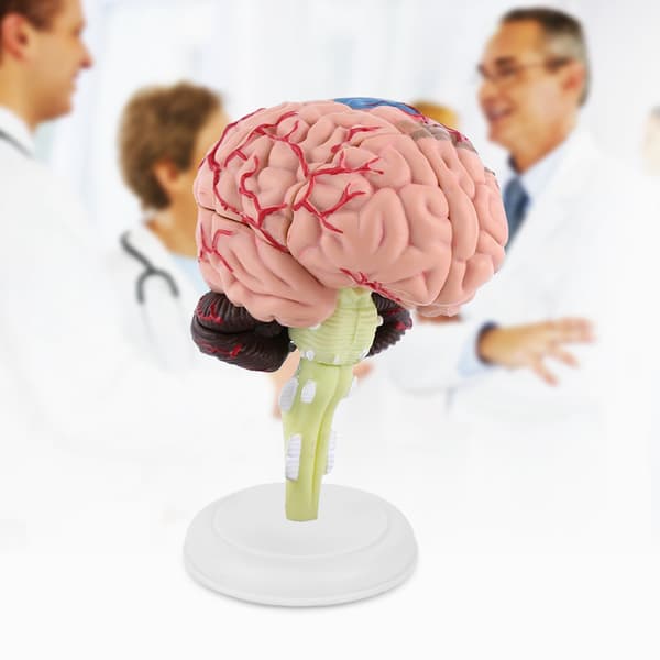 Human Brain Model Educational Toy Medical Teaching Detachable 1 pc
