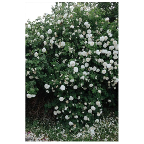 Modeaffisch Rosblomma Fjäder Nordisk Stil Canvasmålning A