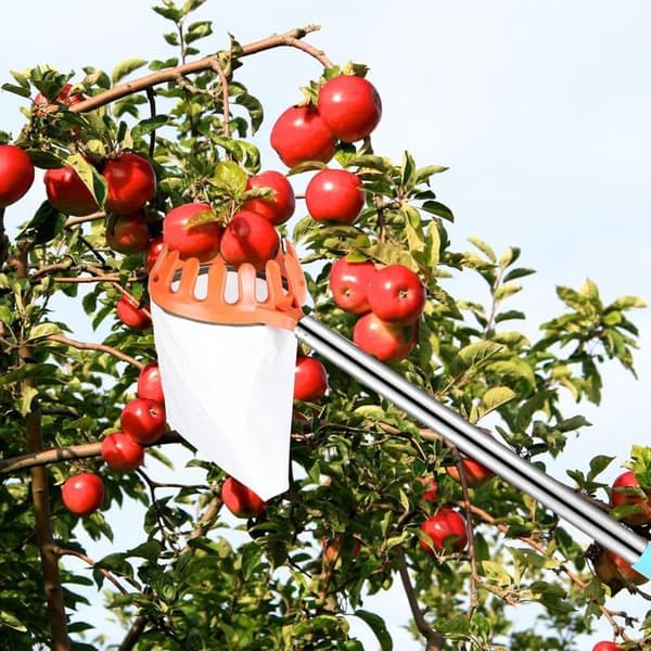 Fruit Picker - 2.4 M - Stainless Steel and Cotton - Protective Head - Harvests Apples, Pears, Cherries, and Oranges