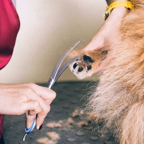 Blå dröm professionel 6 i 1 4CR rustfrit stål sikkerhedssaks til hunde, katte og andre dyr