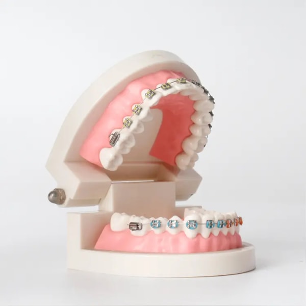 Dental Standard tandmodel - Dental Mund Model Menneskelige tænder Model Tandbørstning Model til undervisning At studere ortodontisk korrekti