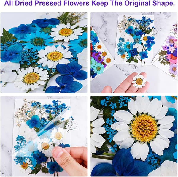106 ekte tørkede pressede blomster naturlige tørkede blomster Multi