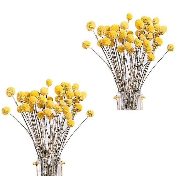 80 stk. Tørrede Craspedia Blomster Tørrede Billy Button Balls Blomster, Tørret Blomsterbuket Kompatibel Med Arrangement