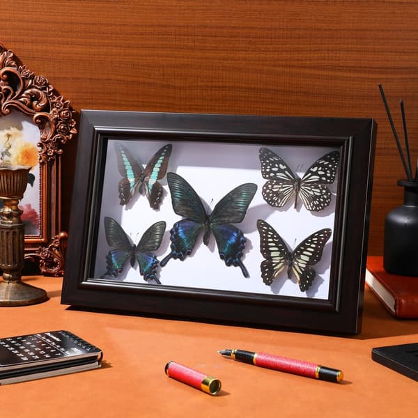 Handmade Butterfly Specimen Wall Art Frame, Wall Hanging Ornament Frame