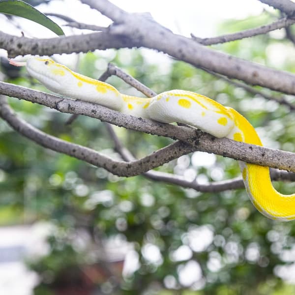 Realistisk Falsk Slangelegetøj - Blød Gummi Python Figur til at Skræmme Fugle & Egern, Halloween Spøgelegetøj til Havebeskyttelse