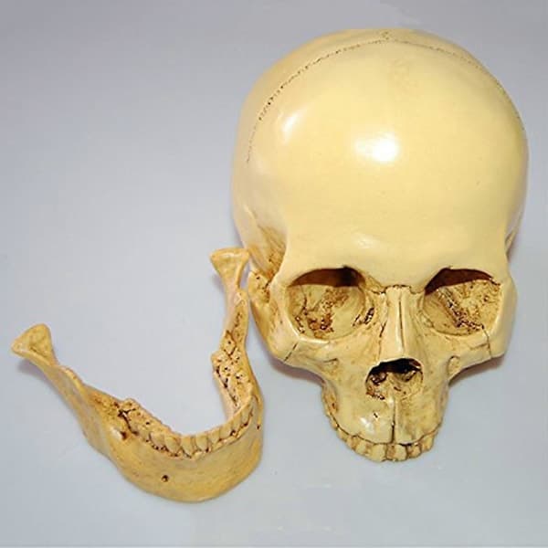 Model 1:1 Resin Human Skull Anatomical Teaching Decoration Yellow