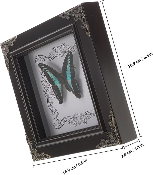 Butterfly Display Frame Vintage Butterfly Frame Rectangular Wood Acrylic Framed Specimen