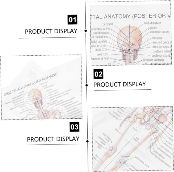 White Creative Fabric Skeleton Poster Bar Poster Teaching Decorative Wall Art