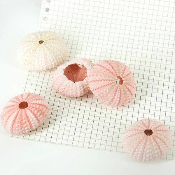 Sea Urchin Shell - High Durability Exquisite Shape Eye-catching Seashell Ornament DIY Home Decor