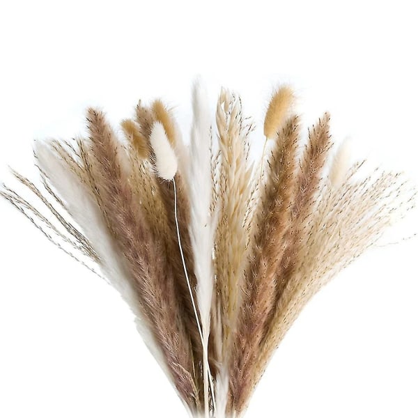 72 st Pampas Grass - Fluffig Vit/brun Pampas, Vassgräs Bunny Tails Havre, kompatibel med blomsterarrangemang
