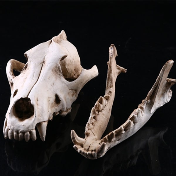 Wolf Skull Resin Crafts Replica Wolf Skeleton Model Halloween Party Decor Ornament